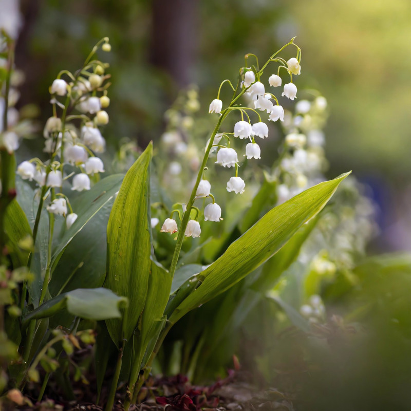 bodembedekkende knolgewassen Convallaria majalis - lelie der dalen - verzorgen planten vermeerderen